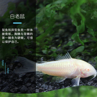 清道夫工具鱼指南 金苔鼠、熊猫鼠与白老鼠鱼的观赏与搭配推荐