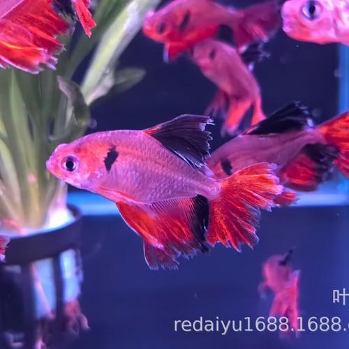 热带观赏鱼大帆芙蓉旗芙蓉扯旗鱼