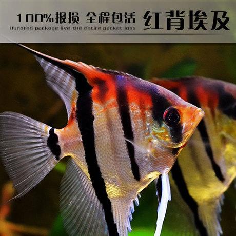 水中瑰宝 在爱逛街发现属于你的热带观赏鱼